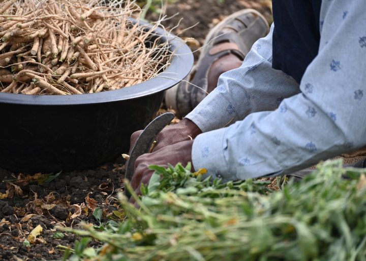 A farmer separates the roots from the leaves of Ashwagandha.