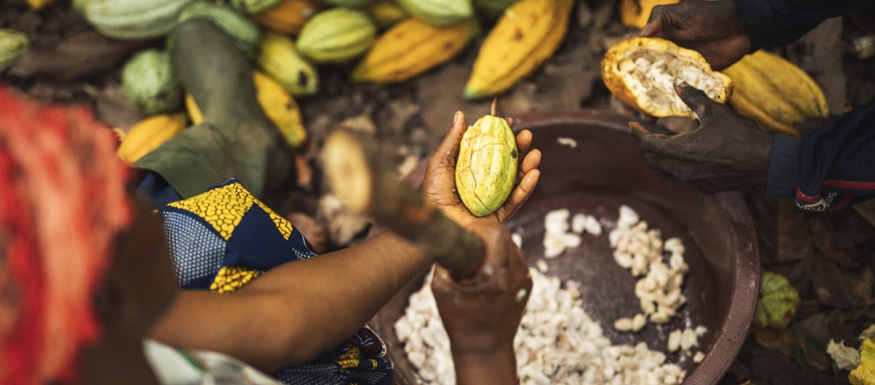 Cocoa farmers harvesting cocoa pods