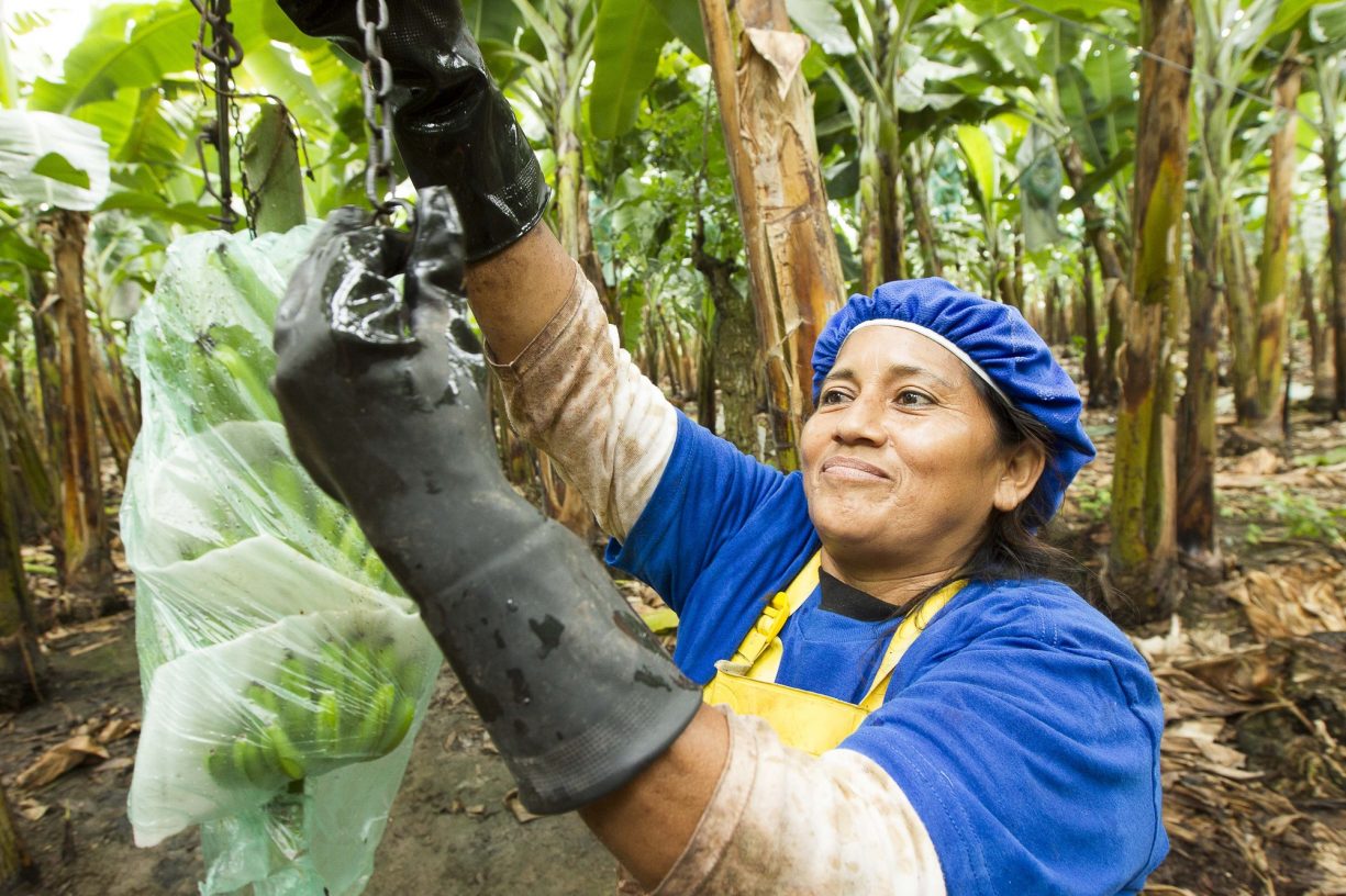 https://www.fairtradeamerica.org/app/uploads/2020/08/Banana_Ecuador_woman-hanging-bananas-on-chain_2016_23979-1225x816.jpg