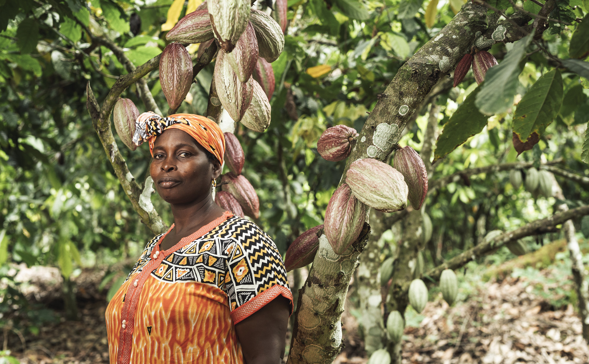 New Study Shows Higher Incomes For Fairtrade Cocoa Farmers Fairtrade 