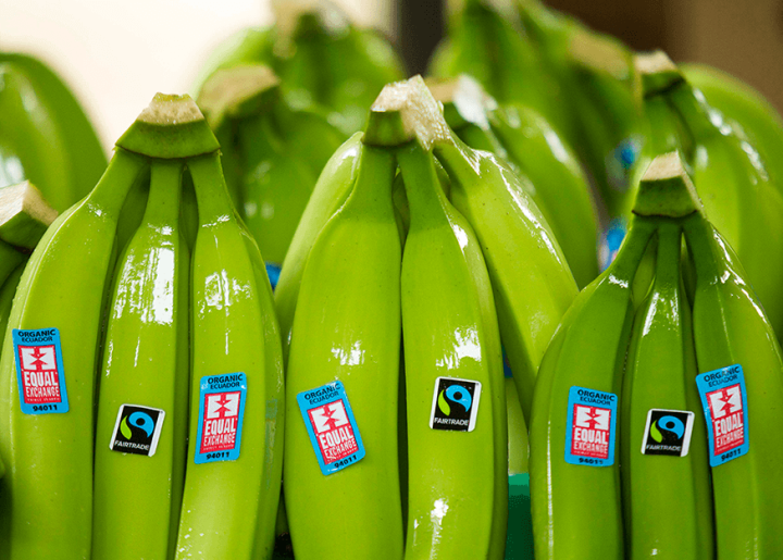 Bunches of yellow-green bananas with Equal Exchange and Fairtrade stickers.
