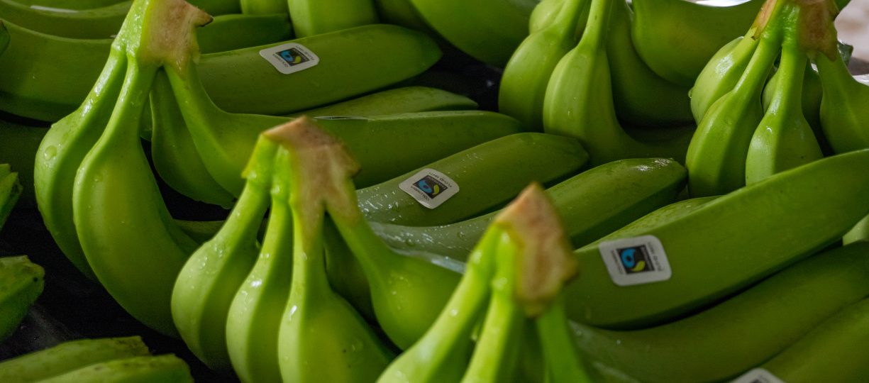 Green-yellow bunches of bananas shine with water and have stickers with the green and blue Fairtrade Mark n them.