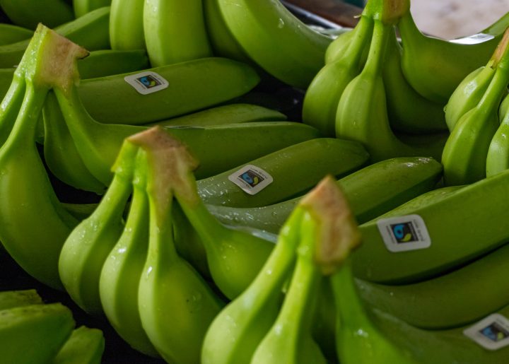 Green-yellow bunches of bananas shine with water and have stickers with the green and blue Fairtrade Mark n them.