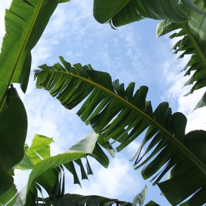 Palm-like leaves cast a sharp silhouette against at blue sky mottled with clouds.