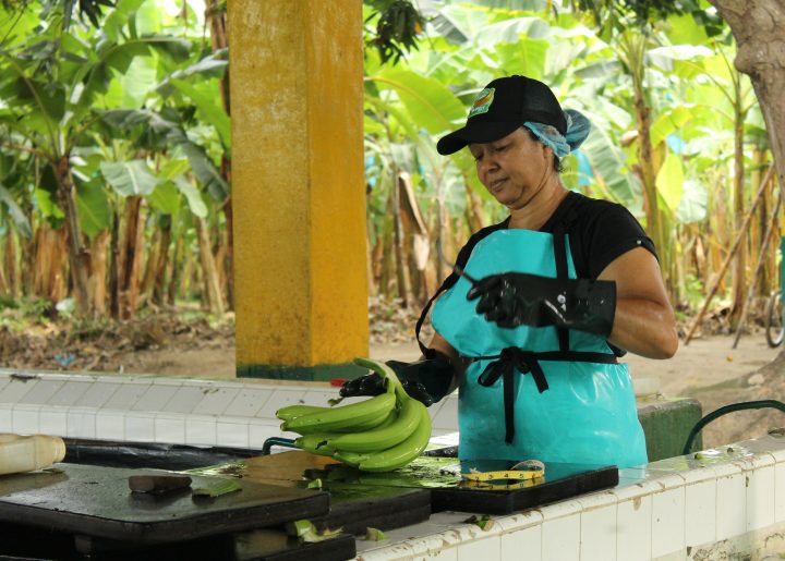 A worker wears a bright blue apron and cuts bunches of bananas down to size in an outdoor processing facilitiy.