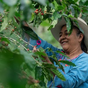 Joselinda Manueles harvests coffee cherries amidst dense foliage.