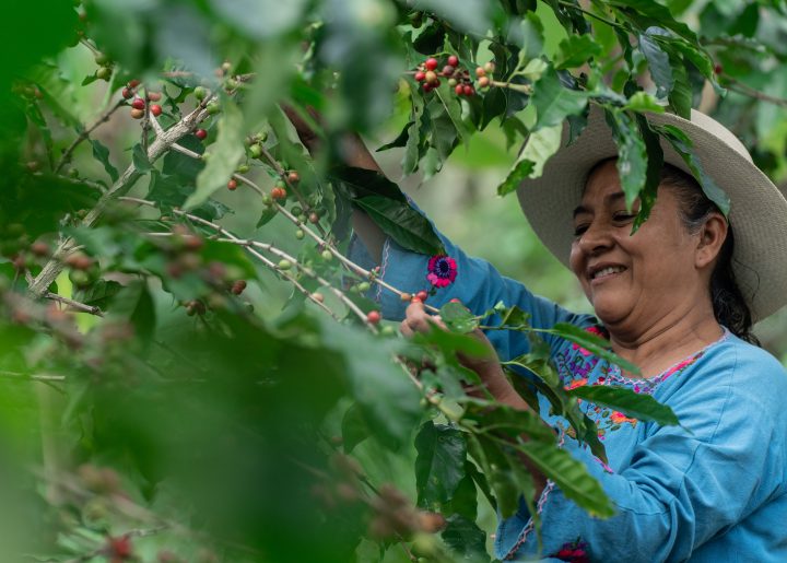 Joselinda Manueles harvests coffee cherries amidst dense foliage.