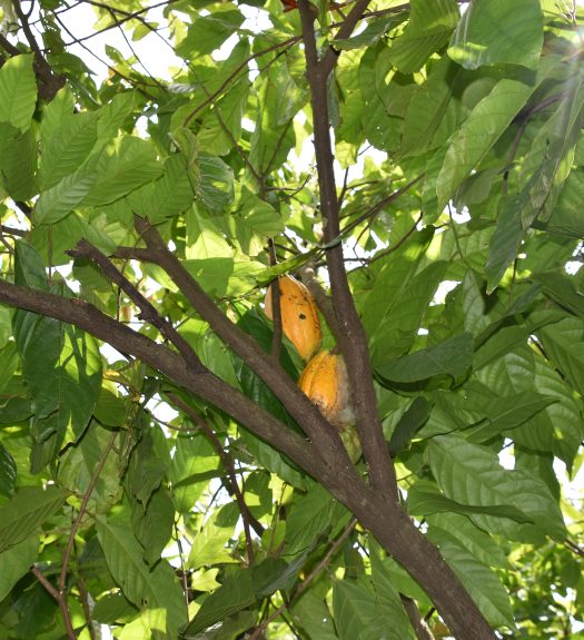 Yellow cocoa pods are nestled in green foliage and growing from a brown-limbed tree.