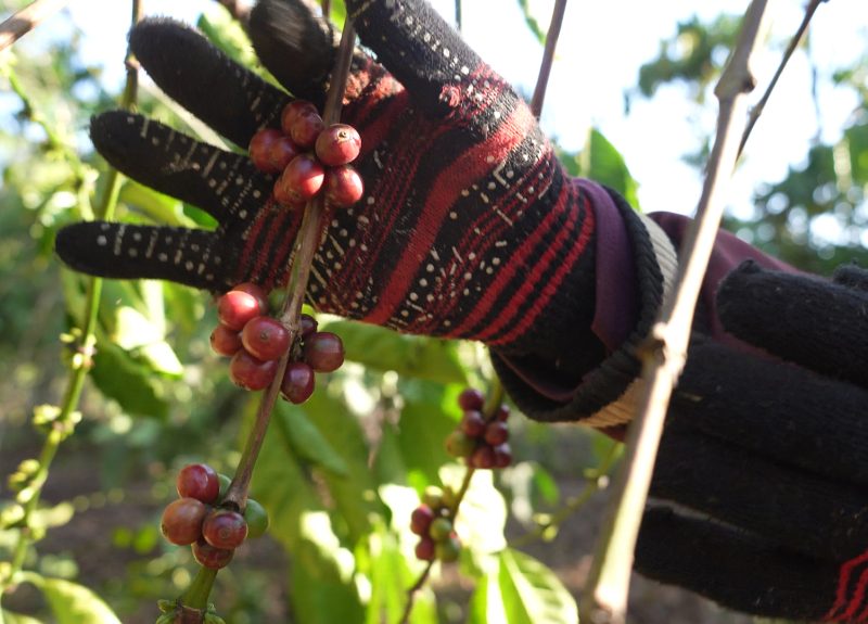 A gloved hand harvests ripe, red coffee cherries