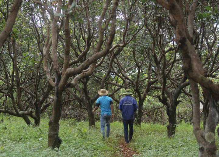 Two farmers walk amid a grove of trees.