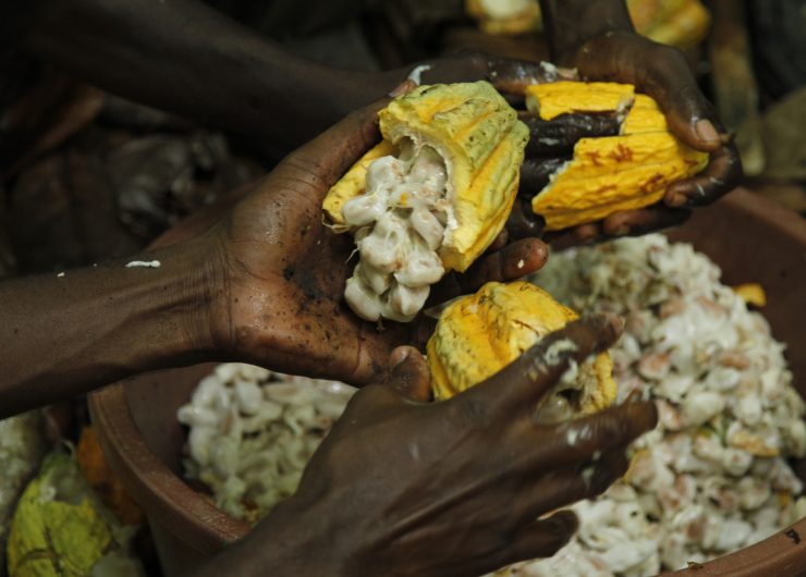 cocoa beans in pod