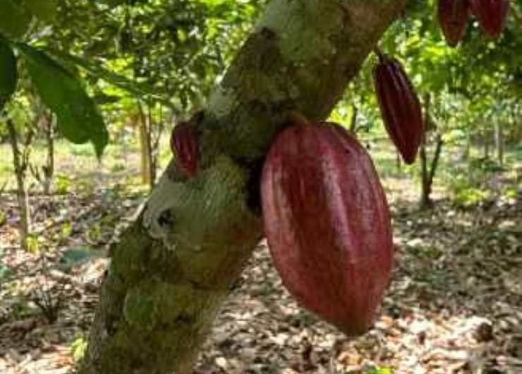 Maroon cocoa pods grow along the trunk of a cocoa tree.