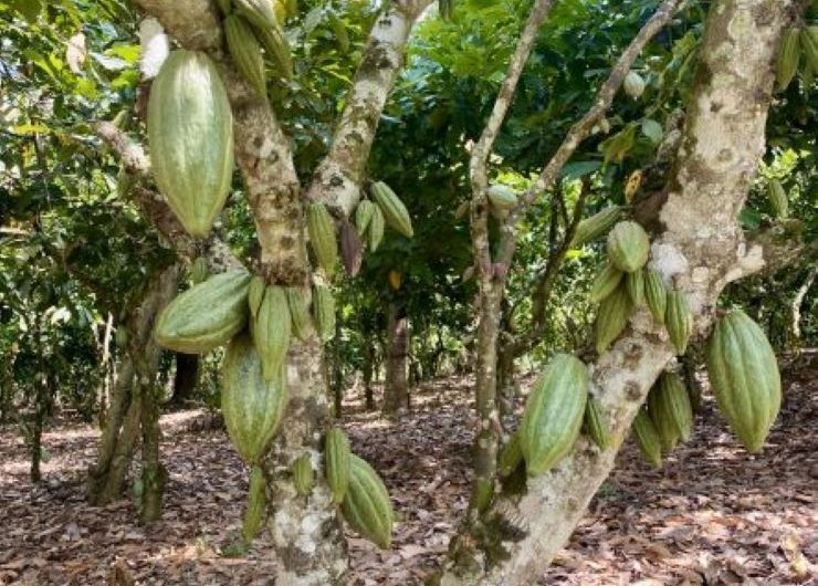 Many green cocoa pods hang from a tree on a cocoa farm in Ghana.