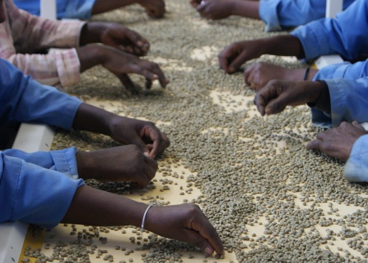 Workers wearing blue uniforms sorting coffee by hand at a Fairtrade certified cooperative in Ethiopia.