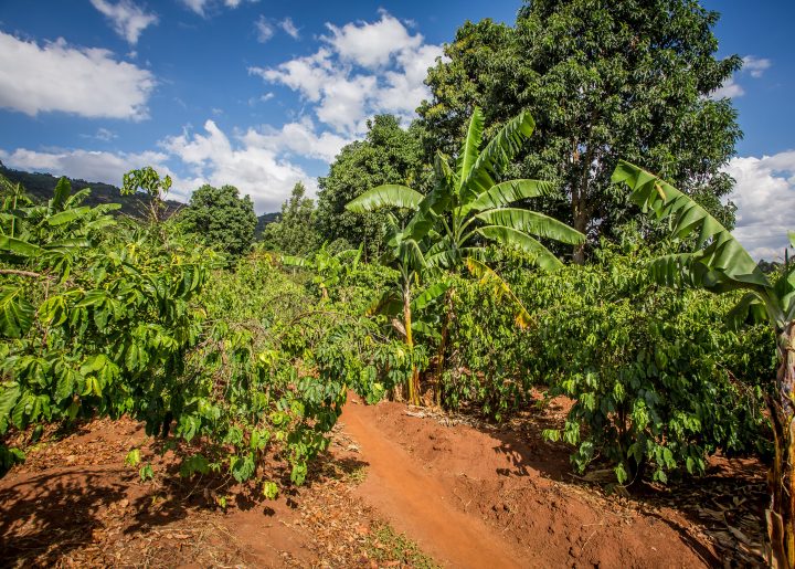 Shade trees like bananas protect coffee plants from intense sunlight.