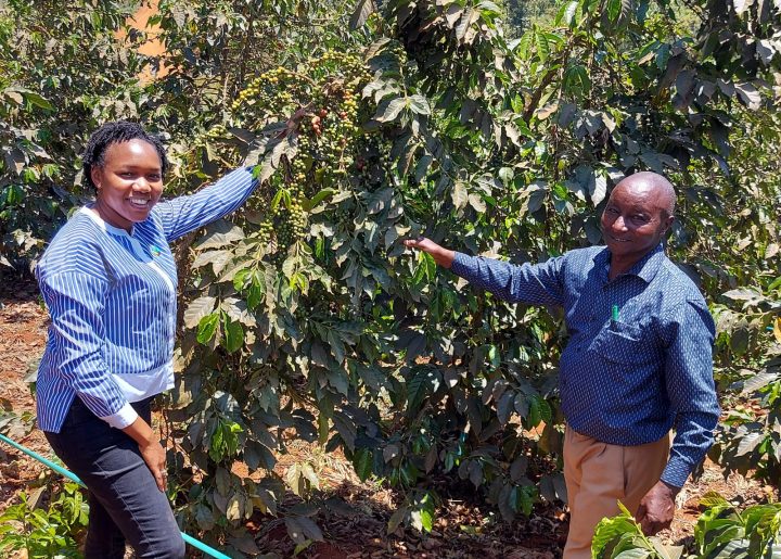 Faith Muthoni stands next to a robust coffee bush alongside a coffee farmer.