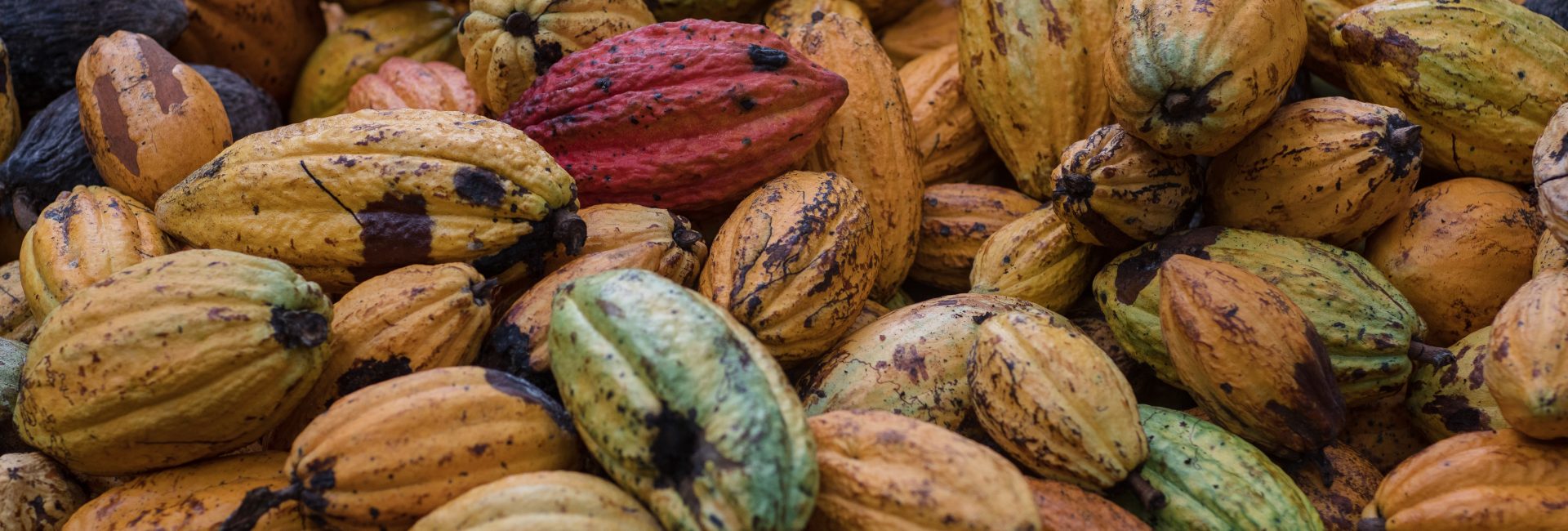 Close up of cocoa pods in Ghana