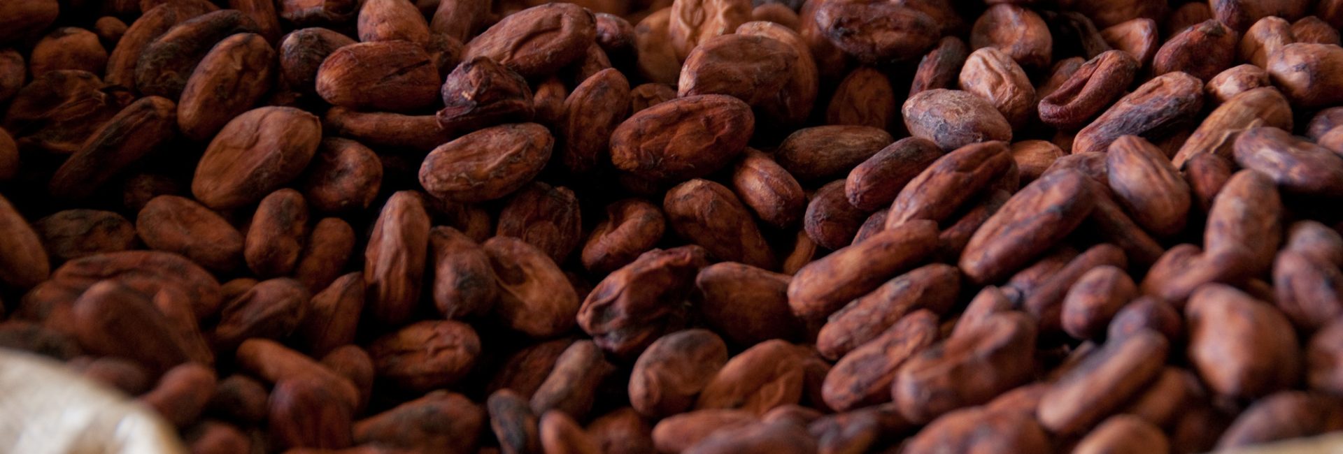 cocoa beans in a bag