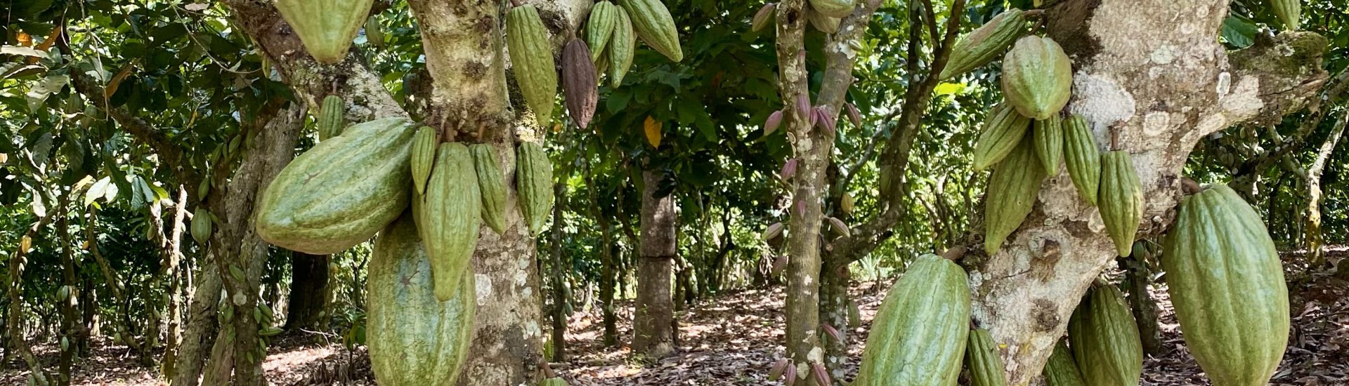 Many green cocoa pods hang from a tree on a cocoa farm in Ghana.