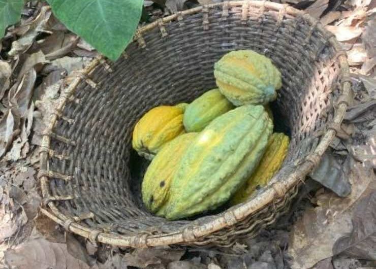 Five green and yellow cocoa pods are nestled in a woven basket siting on a forest floor.