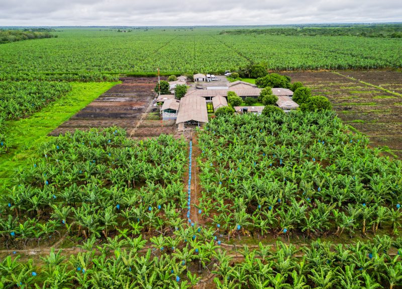 Aerial shot of a large banana estate with an open-air processing facility at its center.