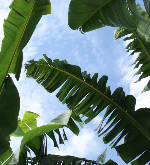 Palm-like leaves cast a sharp silhouette against at blue sky mottled with clouds.