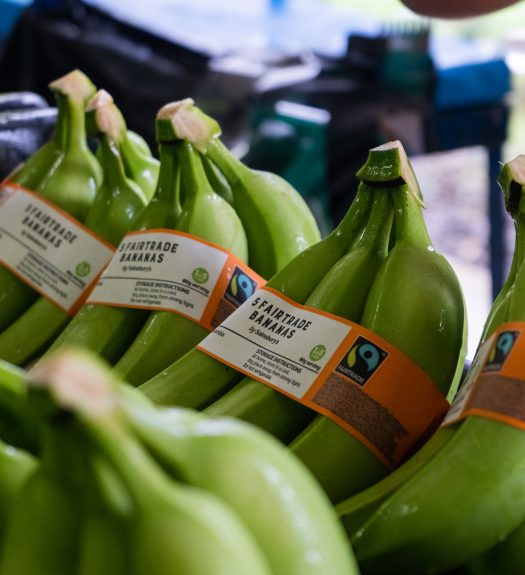 Four bunches of freshly washed bananas are wrapped with a sticker that identifies them as being Fairtrade.