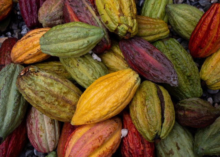 Beautiful pile of multicolored cocoa pods