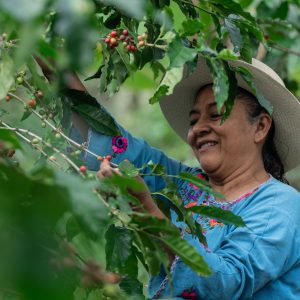 Joselinda Manueles harvests coffee cherries amidst dense foliage.