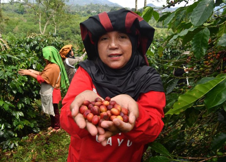 Ibu Rahmah holds out a handful of ripe, red coffee cherries