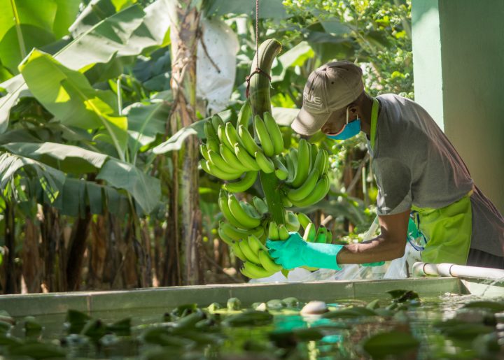 Worker in the Dominican Republic unloading bunches of green bananas into baths.