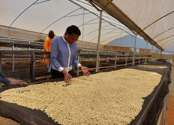 Faith Muthoni reviews green coffee beans drying inside a greenhouse.